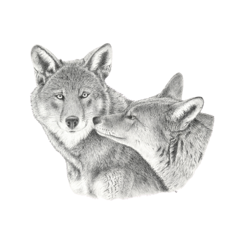 Saving Red Wolf art print