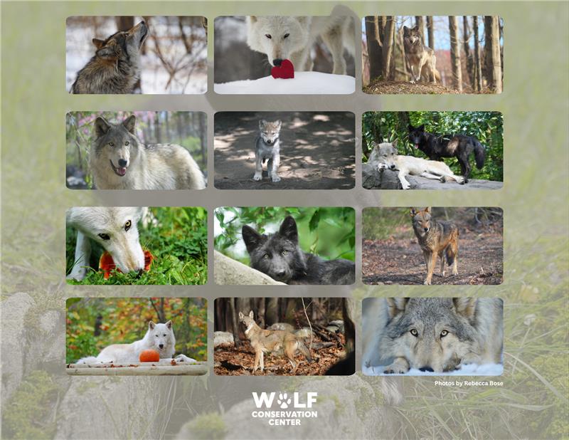 2026 Calendar Pre Order: Shipping by 11/19