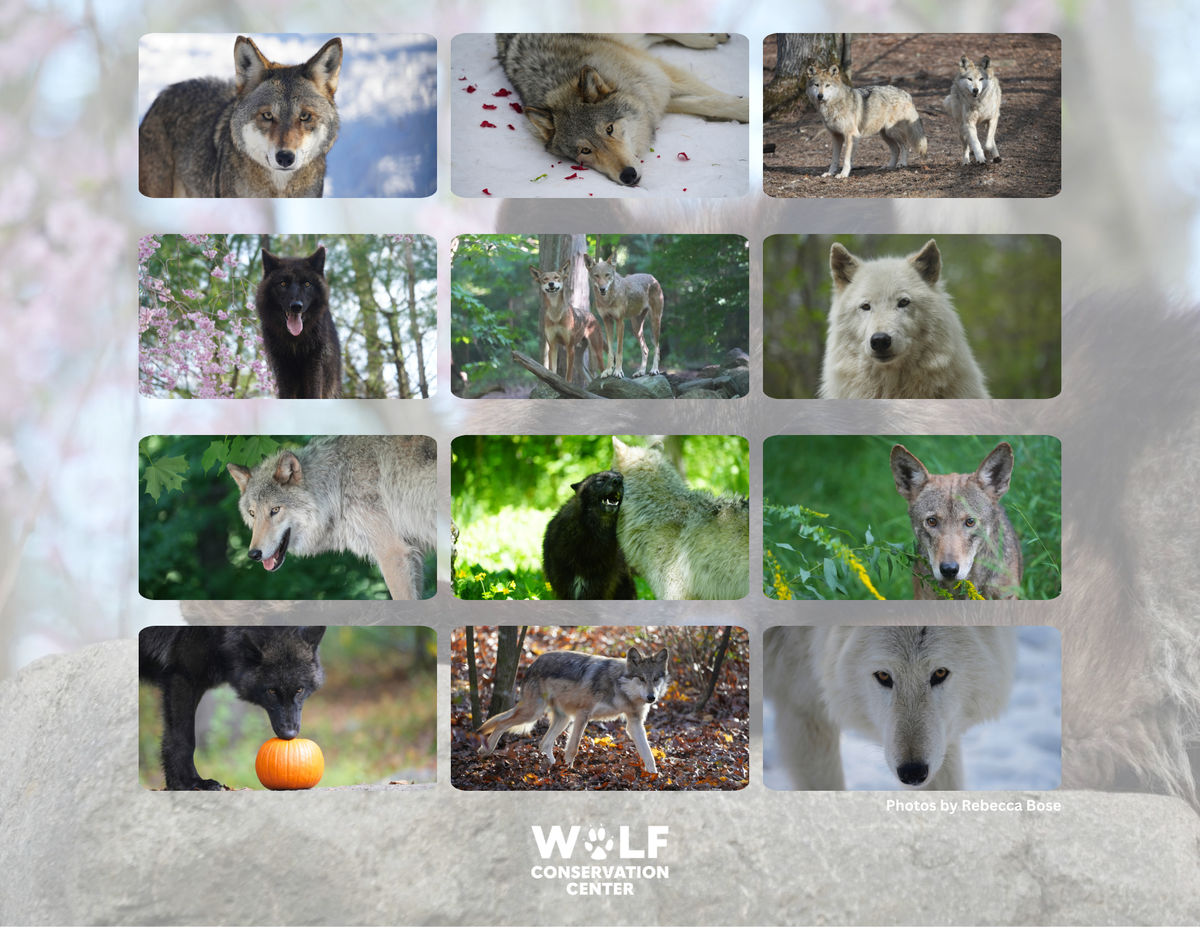2027 Wolf Conservation Center Calendar: Pre-Order