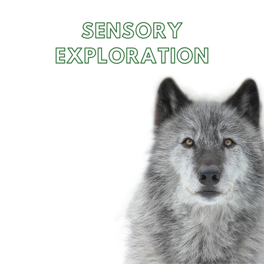 Week 1: Sensory Exploration