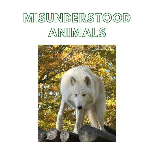 Week 4: Misunderstood Animals