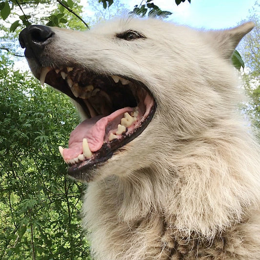 Alawa Howl Ringtone
