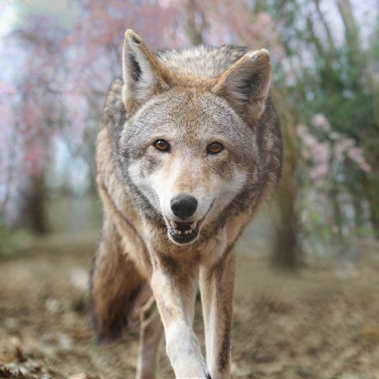 Jack Howl Ringtone
