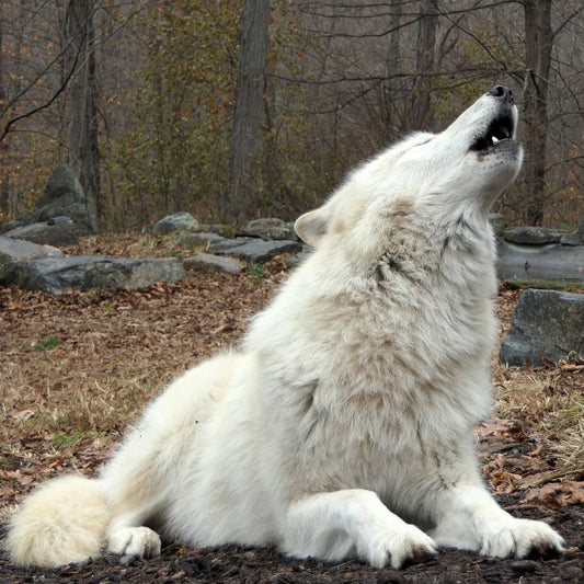 Nikai Howl Ringtone