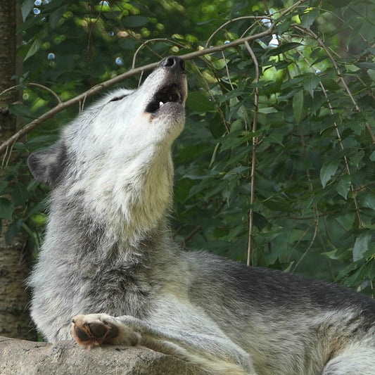 Zephyr Howl Ringtone