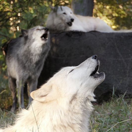 Ambassador Trio Howl Ringtone