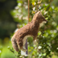 Red Wolf Ornament