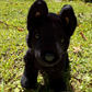 Black Standing Wolf Stuffy