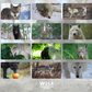 2027 Wolf Conservation Center Calendar: Pre-Order
