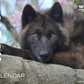 2027 Wolf Conservation Center Calendar: Pre-Order