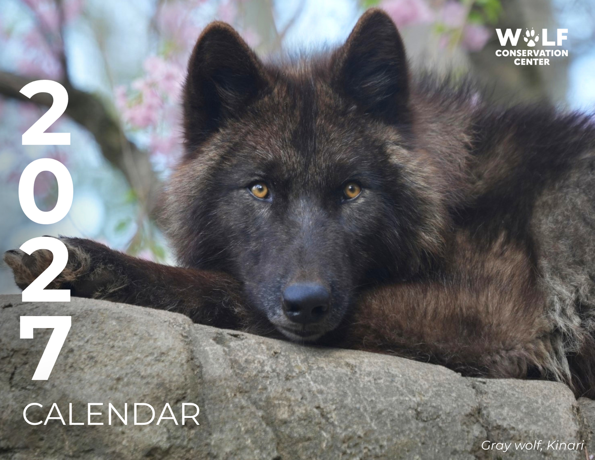 2027 Wolf Conservation Center Calendar: Pre-Order