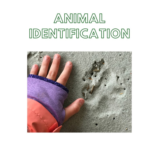 Week 5: Animal Identification