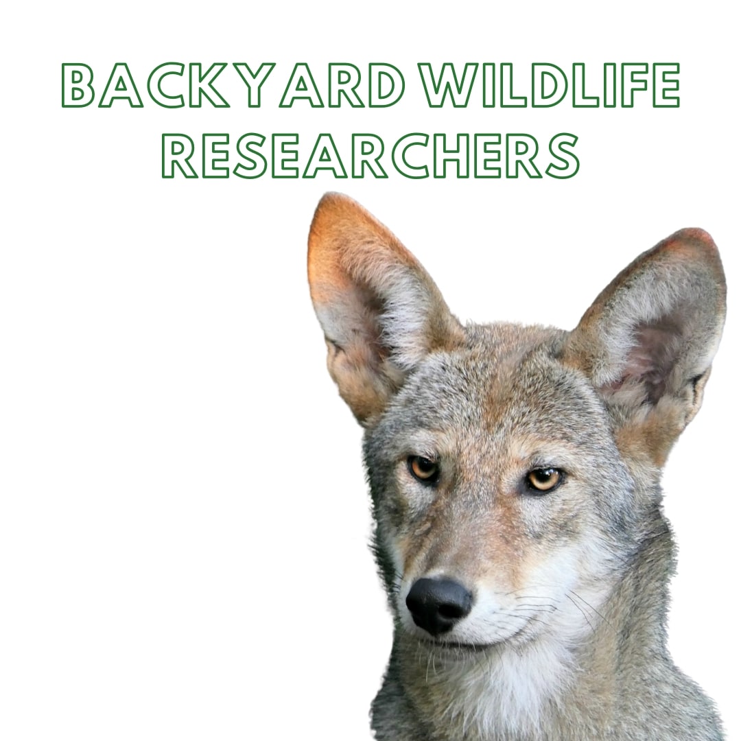 Week 6: Backyard Wildlife Researchers