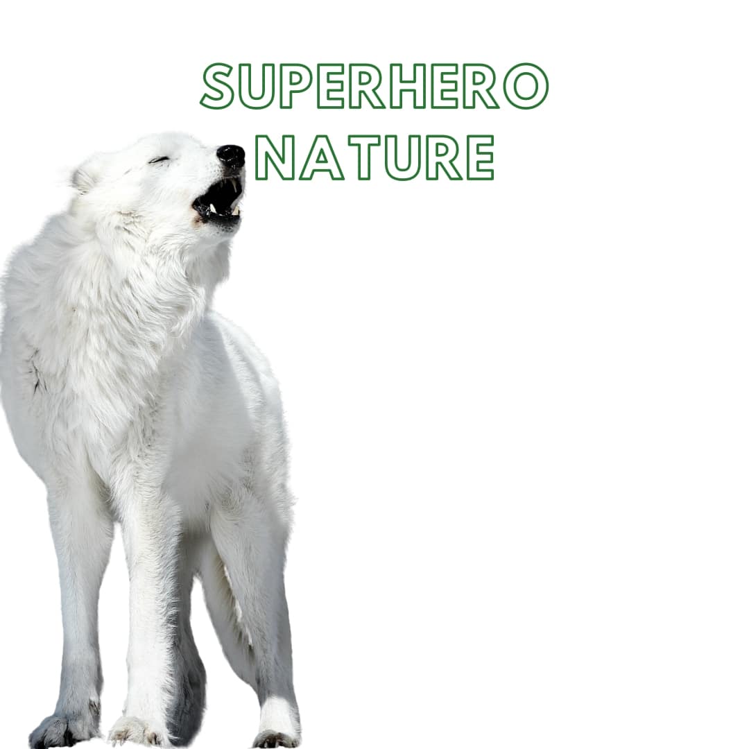 Week 8: Superhero Nature